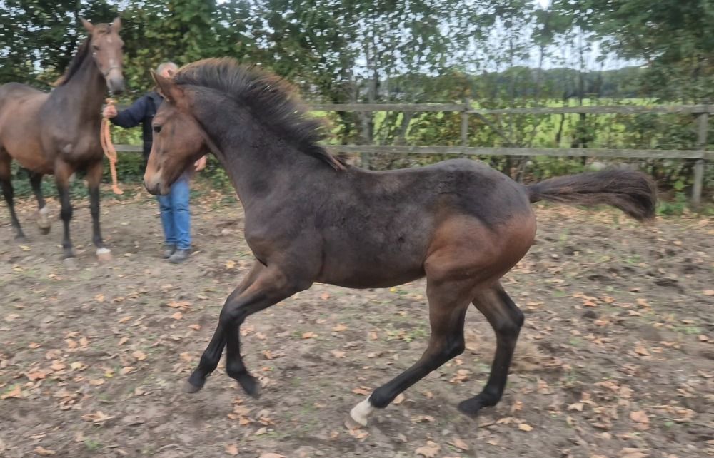 KWPN springpaard Hengst Bruin te koop - Foto 3