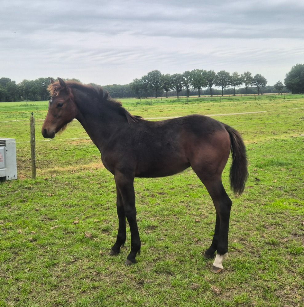 KWPN springpaard Hengst Bruin te koop - Foto 4