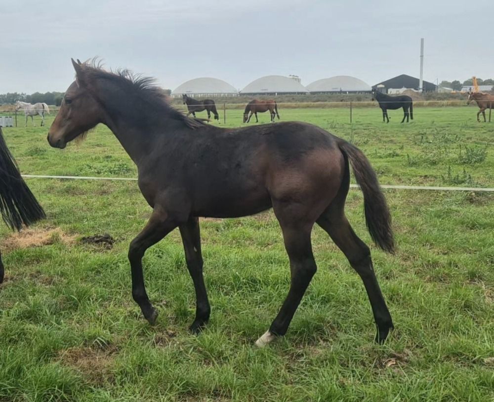 KWPN springpaard Hengst Bruin te koop - Hoofdfoto