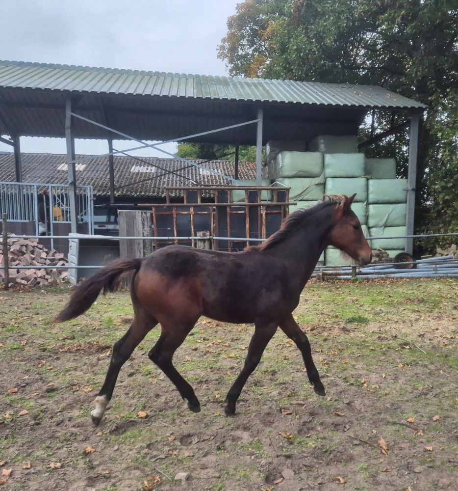 KWPN springpaard Hengst Bruin te koop - Foto 5