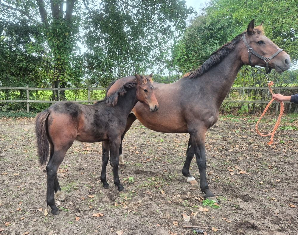 KWPN springpaard Hengst Bruin te koop - Foto 6
