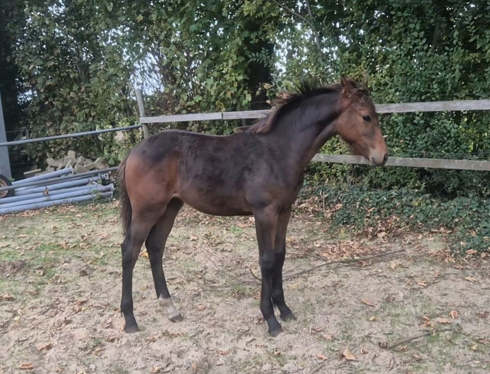 KWPN springpaard Hengst Bruin te koop - Foto 2