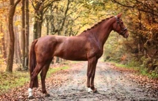 KWPN springpaard Merrie 12 jaar Vos te koop - Foto 2
