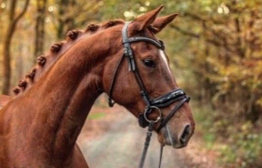 KWPN springpaard Merrie 12 jaar Vos te koop - Hoofdfoto