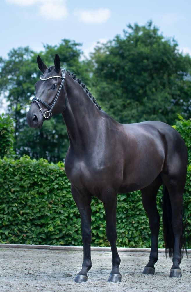 Hannover dressuurpaard Ruin 5 jaar Zwart te koop - Foto 2