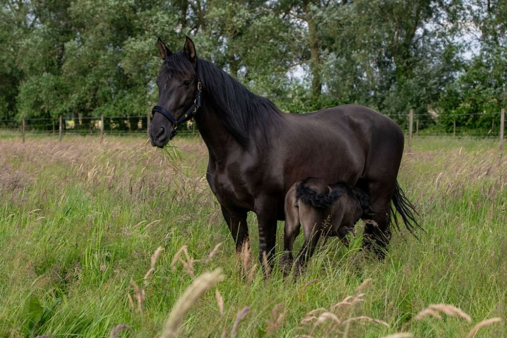 PRE fokmerrie Merrie 12 jaar Zwart te koop - Foto 2