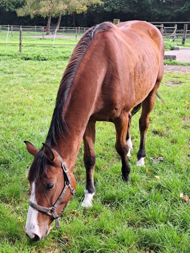 Zangersheide paard Ruin 4 jaar Bruin te koop - Foto 5