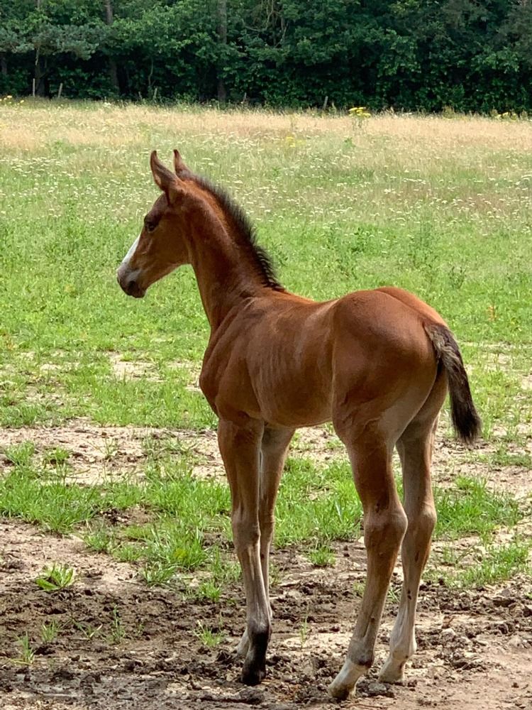 Zangersheide paard Ruin 4 jaar Bruin te koop - Foto 3