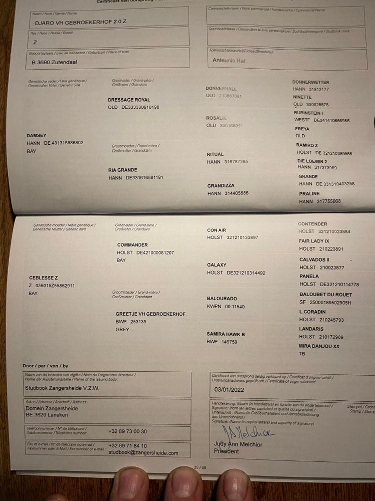 Zangersheide paard Ruin 4 jaar Bruin te koop - Foto 2