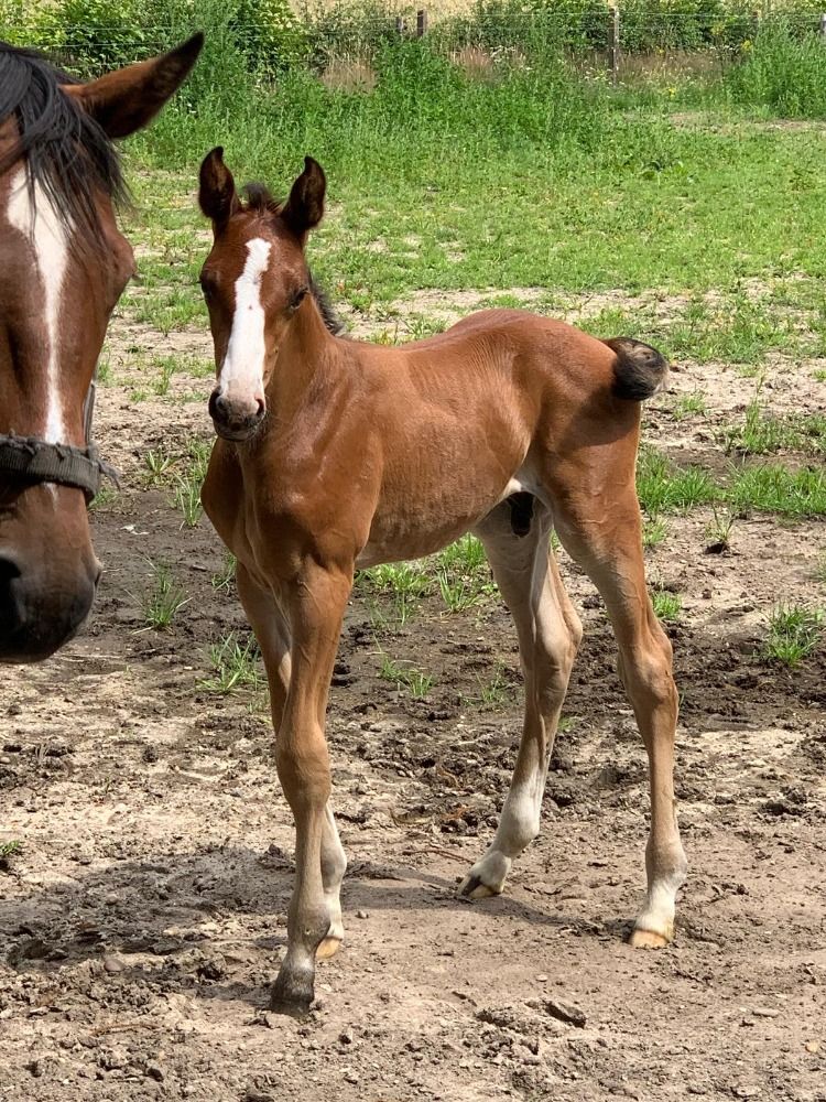 Zangersheide paard Ruin 4 jaar Bruin te koop - Foto 4