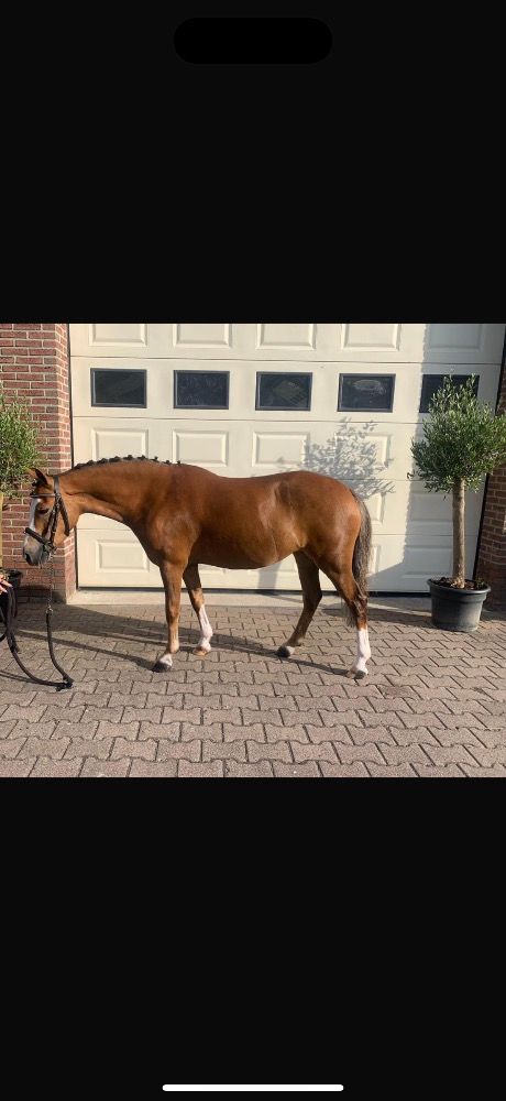 Welsh allround-pony Merrie 10 jaar Vos te koop - Foto 2