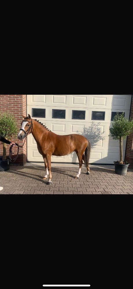 Te koop: Topbrave droompony ??
