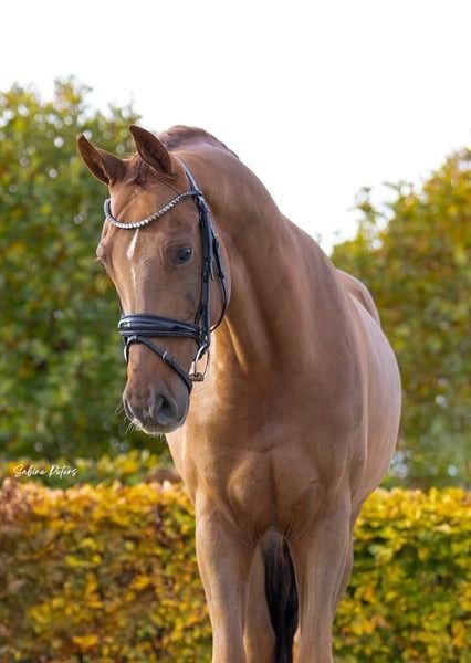 KWPN dressuurpaard 7 jaar Vos te koop - Foto 2