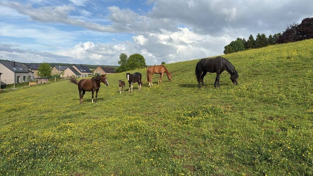 Connemara allround-pony Ruin 5 سنوات donkerbruin للبيع - صورة 3