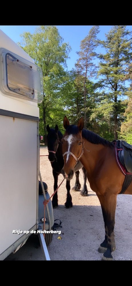 BWP recreatie paard Merrie 18 jaar Bruin te koop - Foto 4