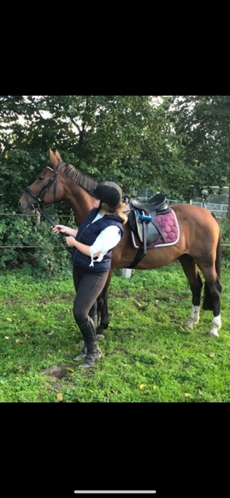 BWP recreatie paard Merrie 18 jaar Bruin te koop - Hoofdfoto