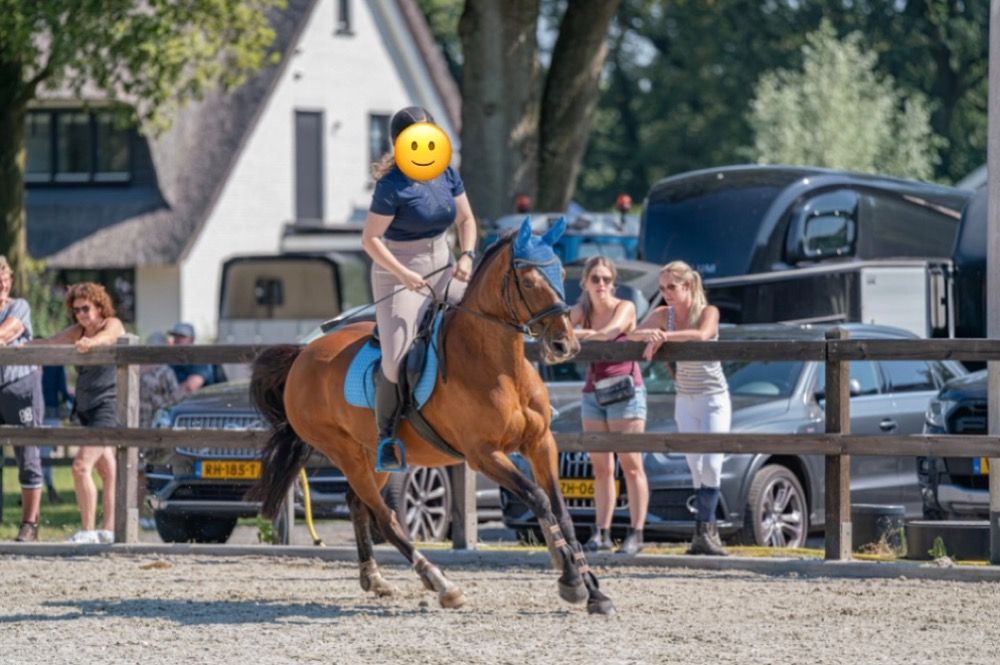 BWP recreatie paard Merrie 18 jaar Bruin te koop - Foto 2
