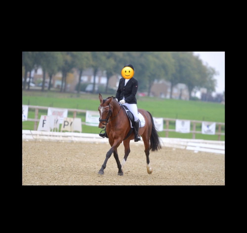 BWP recreatie paard Merrie 18 jaar Bruin te koop - Foto 5