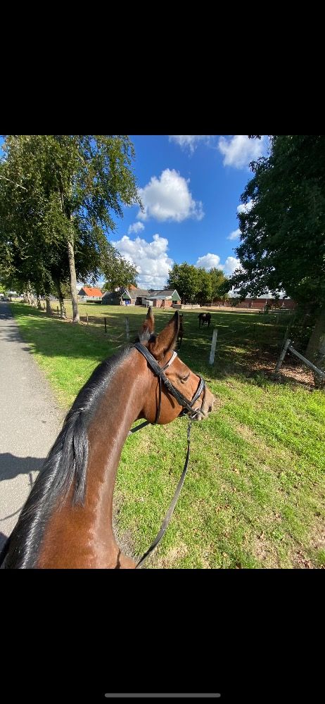 BWP recreatie paard Merrie 18 jaar Bruin te koop - Foto 6