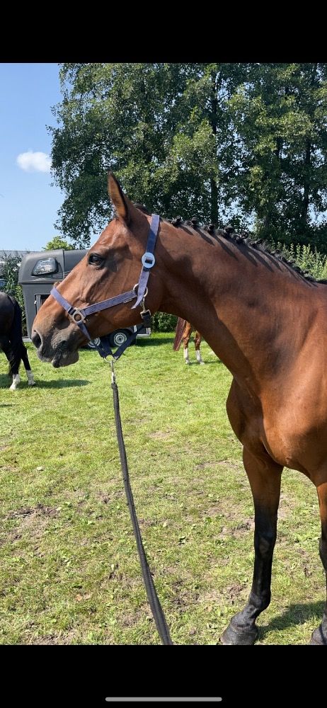 BWP recreatie paard Merrie 18 jaar Bruin te koop - Foto 3