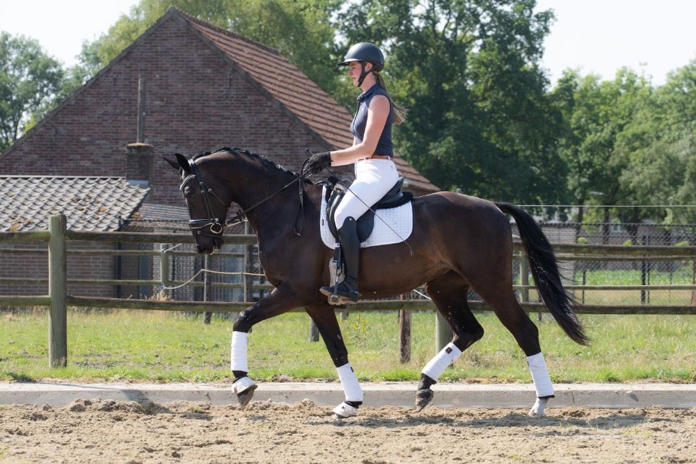 KWPN dressuurpaard Ruin 3 jaar Zwart te koop - Foto 4