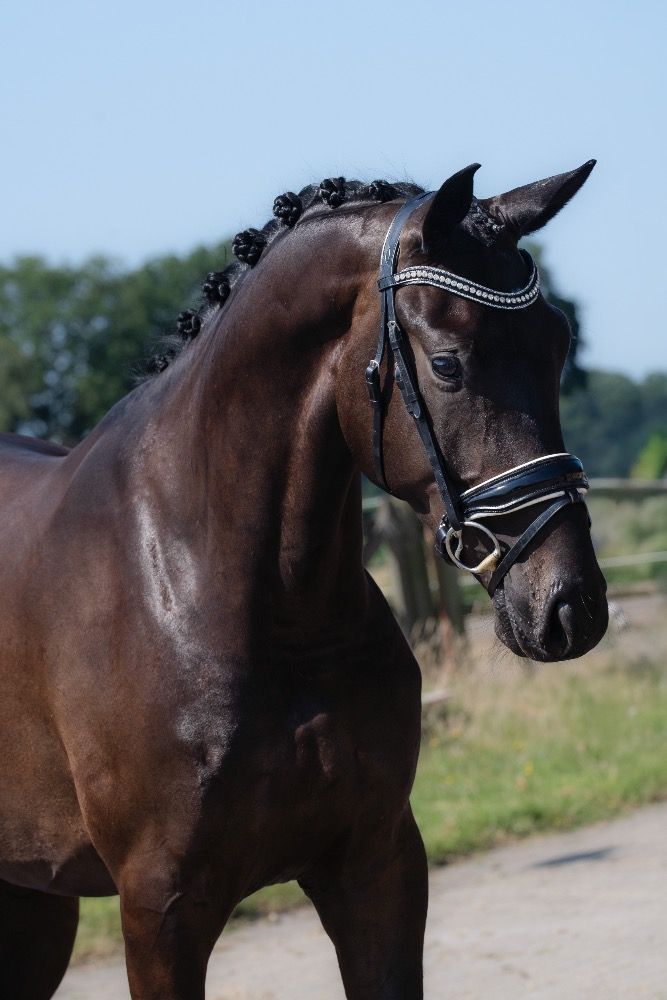 Veelbelovende 3-jarige ruin van for Ferrero