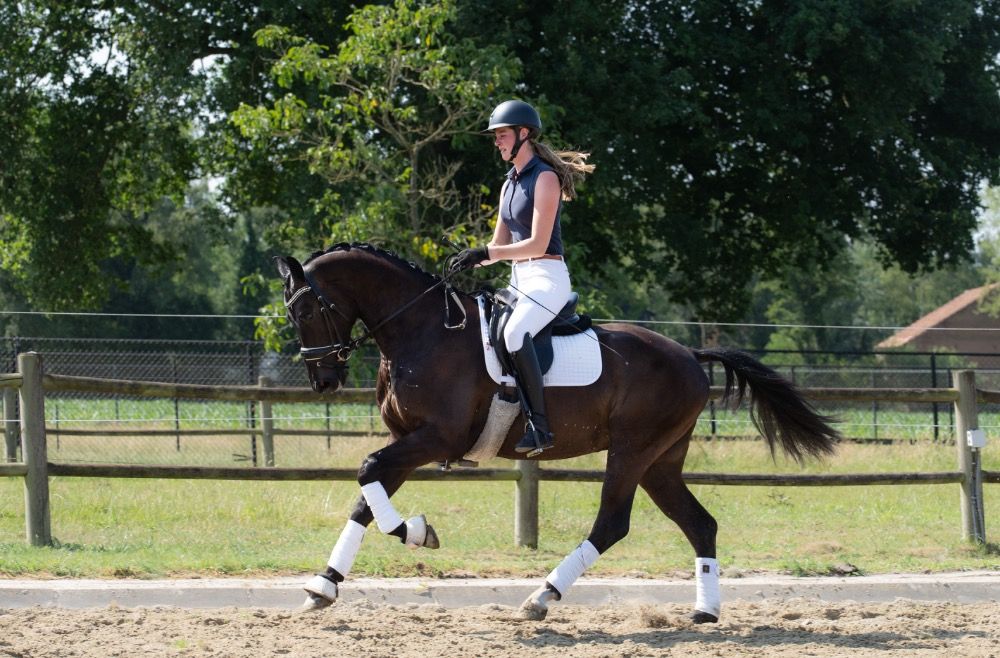 KWPN dressuurpaard Ruin 3 jaar Zwart te koop - Foto 2