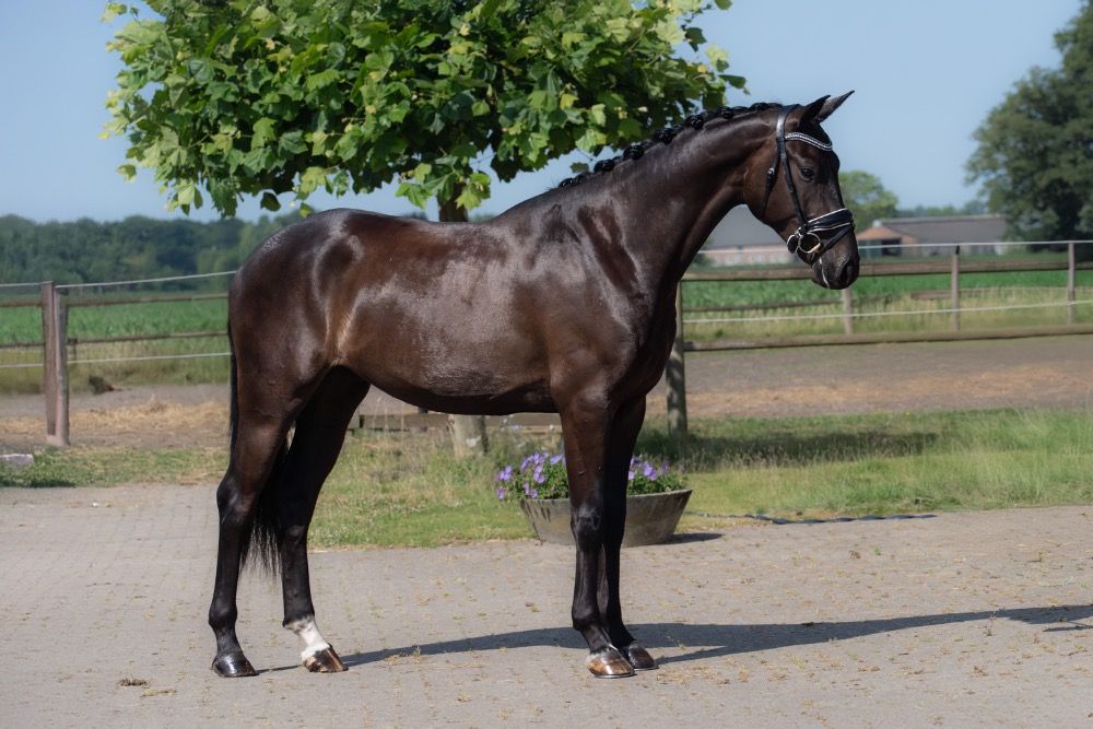 KWPN dressuurpaard Ruin 3 jaar Zwart te koop - Foto 3