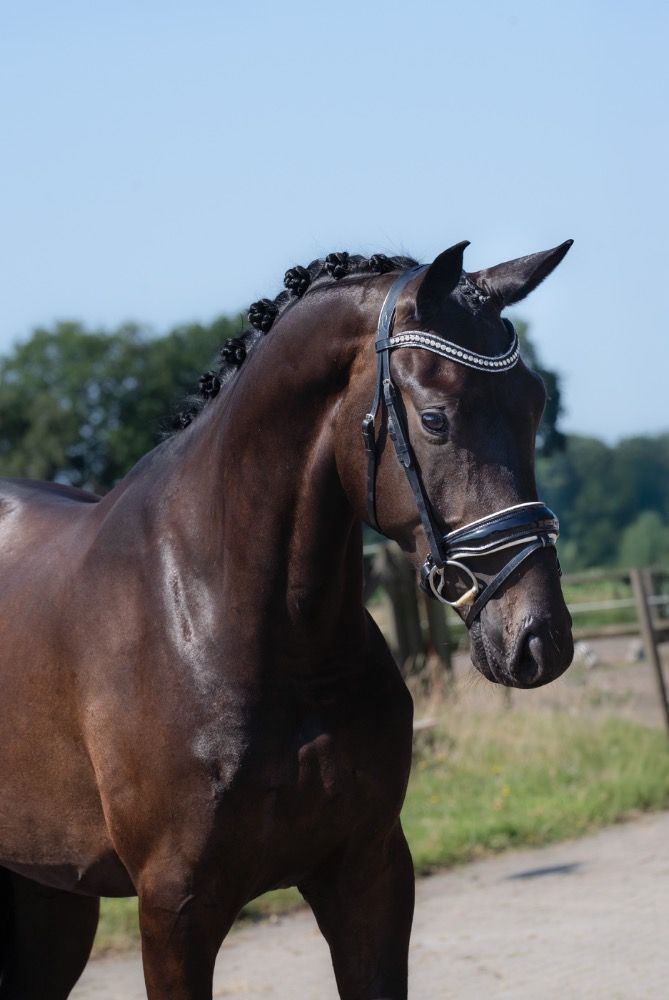 KWPN dressuurpaard Ruin 3 jaar Zwart te koop - Foto 5