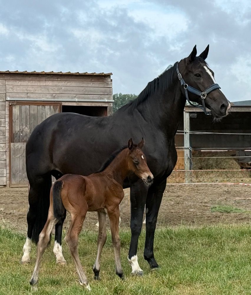 BWP dressuurpaard Hengst Kastanje te koop - Foto 6