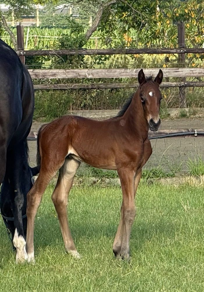 BWP dressuurpaard Hengst Kastanje te koop - Foto 5