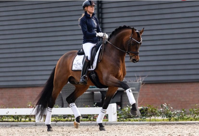 BWP dressuurpaard Hengst Kastanje te koop - Hoofdfoto