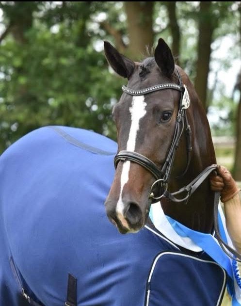 BWP dressuurpaard Hengst Kastanje te koop - Foto 2