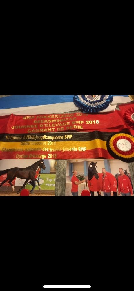 BWP dressuurpaard Hengst Kastanje te koop - Foto 3