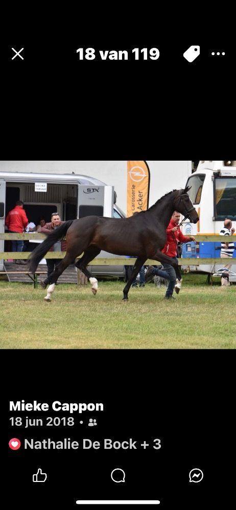 BWP dressuurpaard Hengst Kastanje te koop - Foto 4