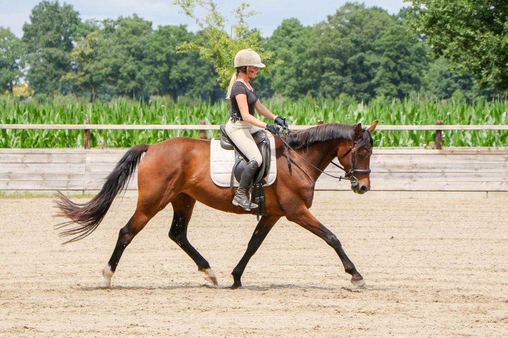 KWPN dressuurpaard Merrie 8 jaar Donkerbruin te koop - Hoofdfoto