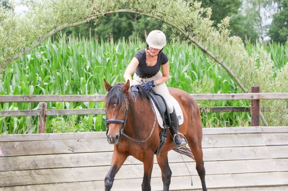 KWPN dressuurpaard Merrie 8 jaar Donkerbruin te koop - Foto 2