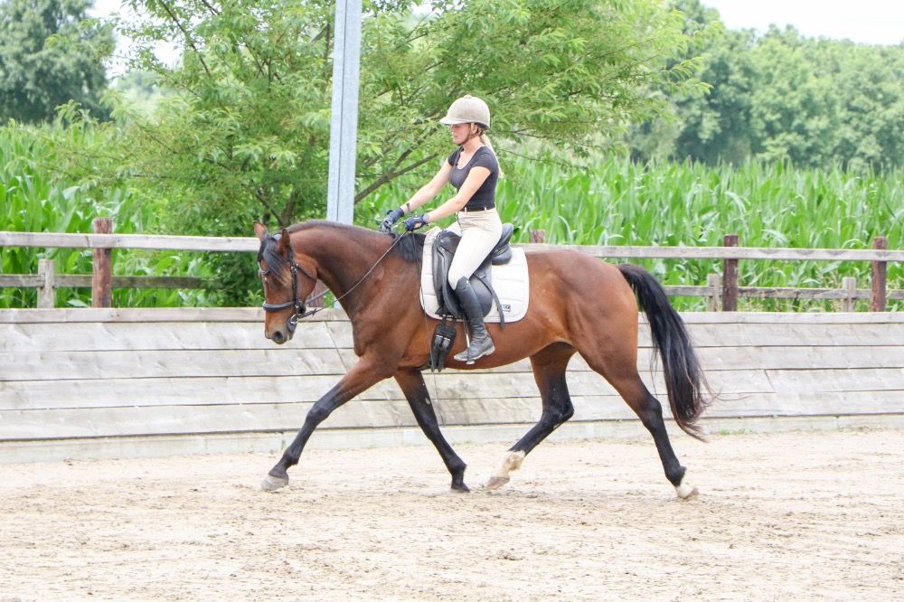 KWPN dressuurpaard Merrie 8 jaar Donkerbruin te koop - Foto 3