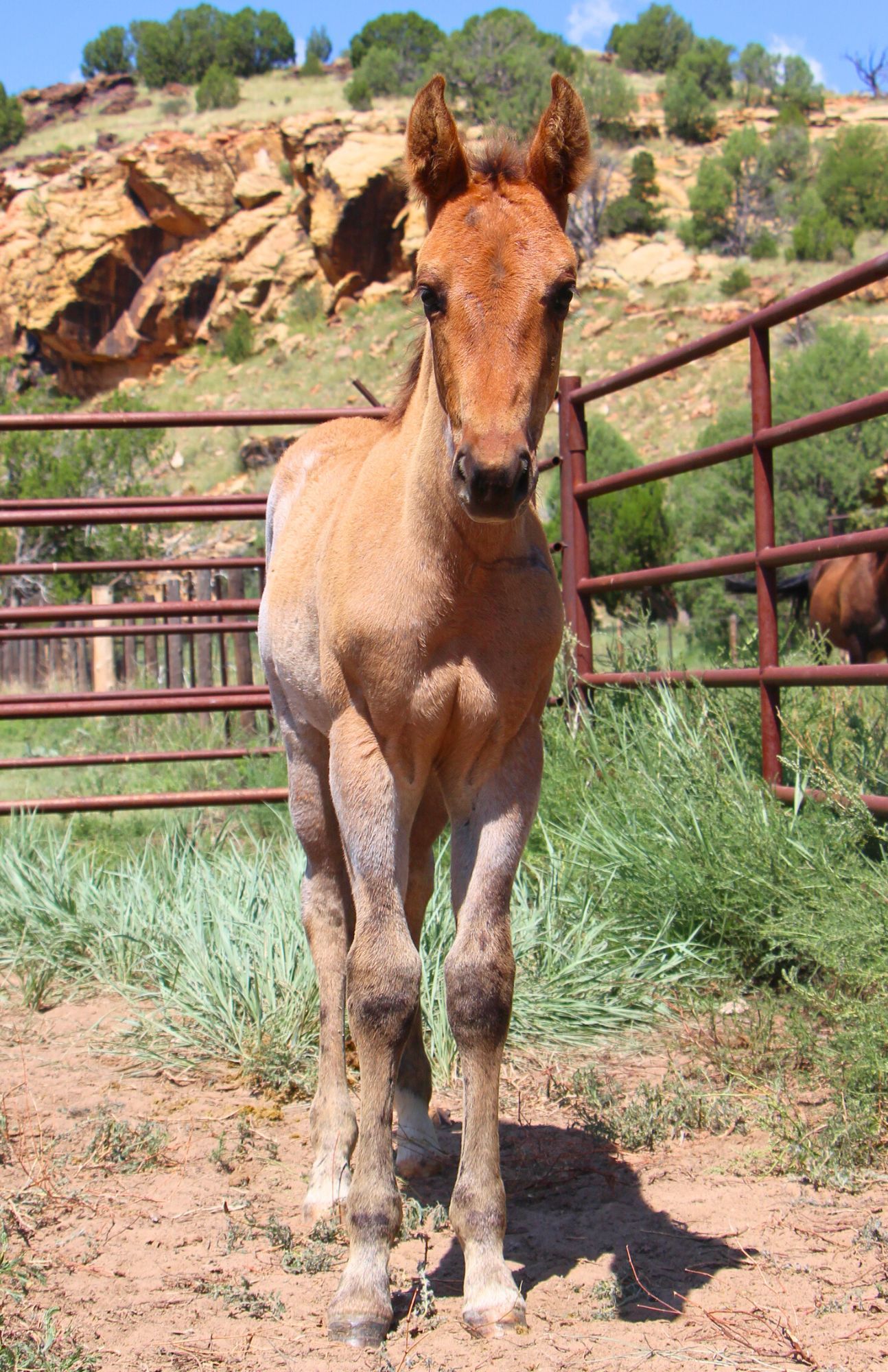 quarter-horse western-paard hengst 2 jaar te koop - Foto 2