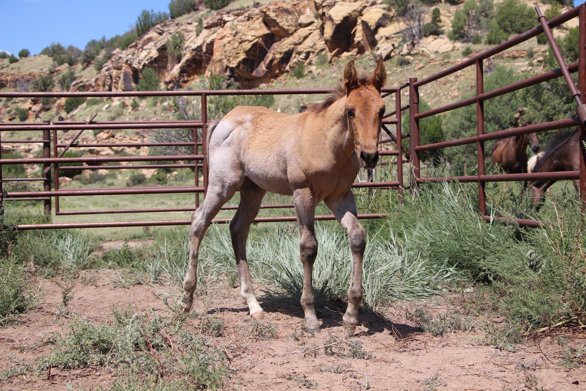 quarter-horse western-paard hengst 2 jaar te koop - Foto 3
