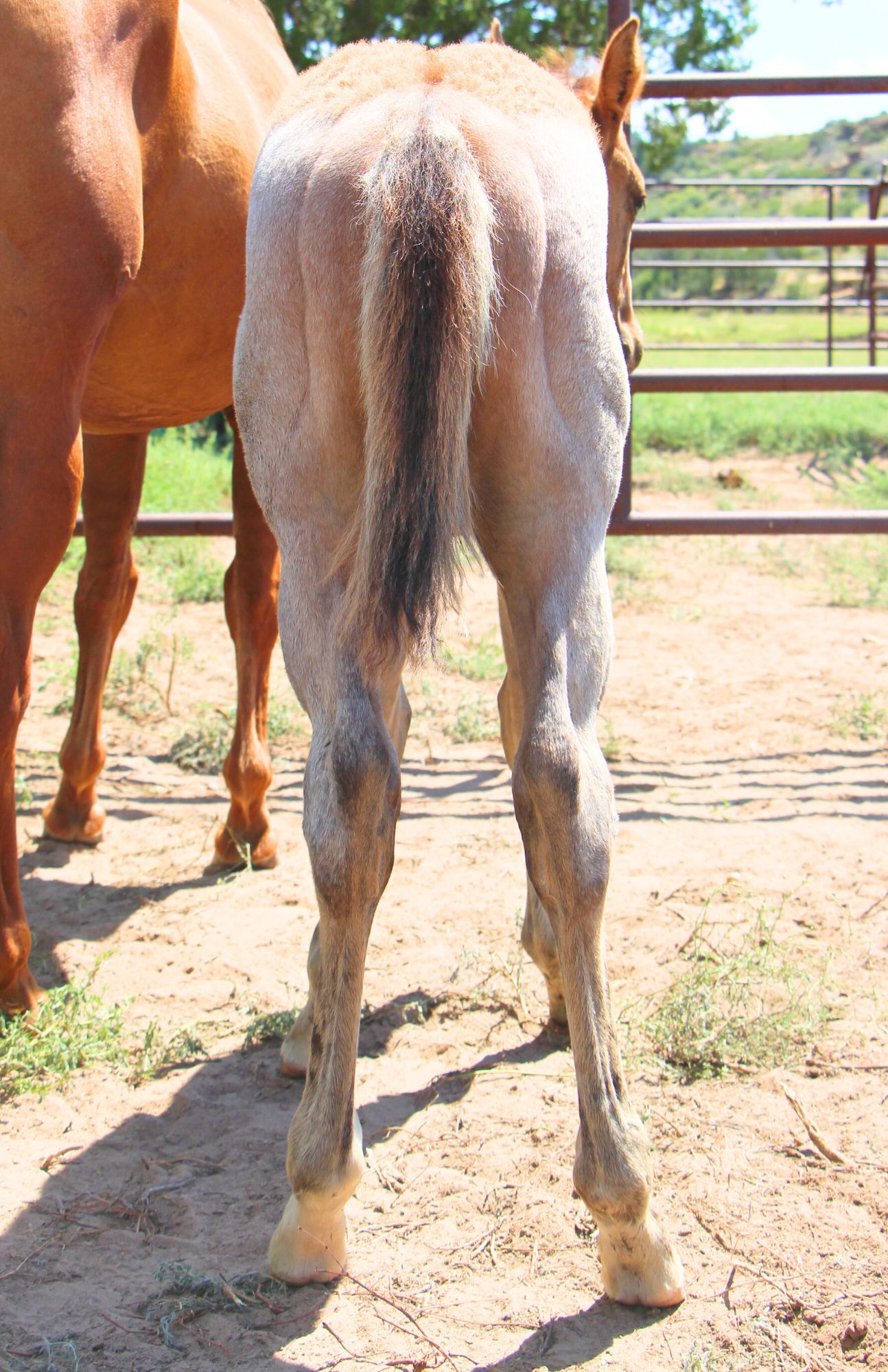 quarter-horse western-paard hengst 2 jaar te koop - Foto 4
