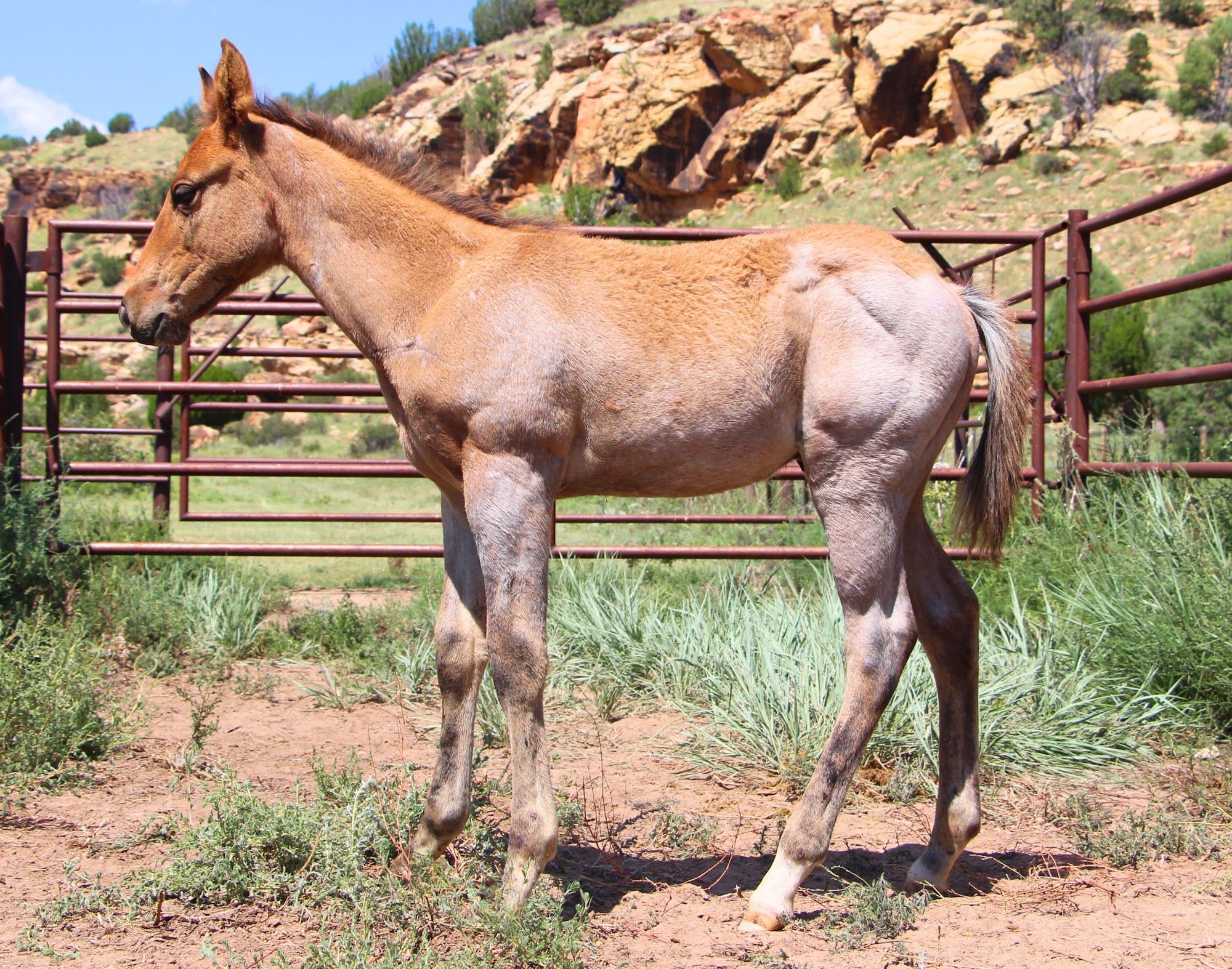 quarter-horse western-paard hengst 2 jaar te koop - Foto 5