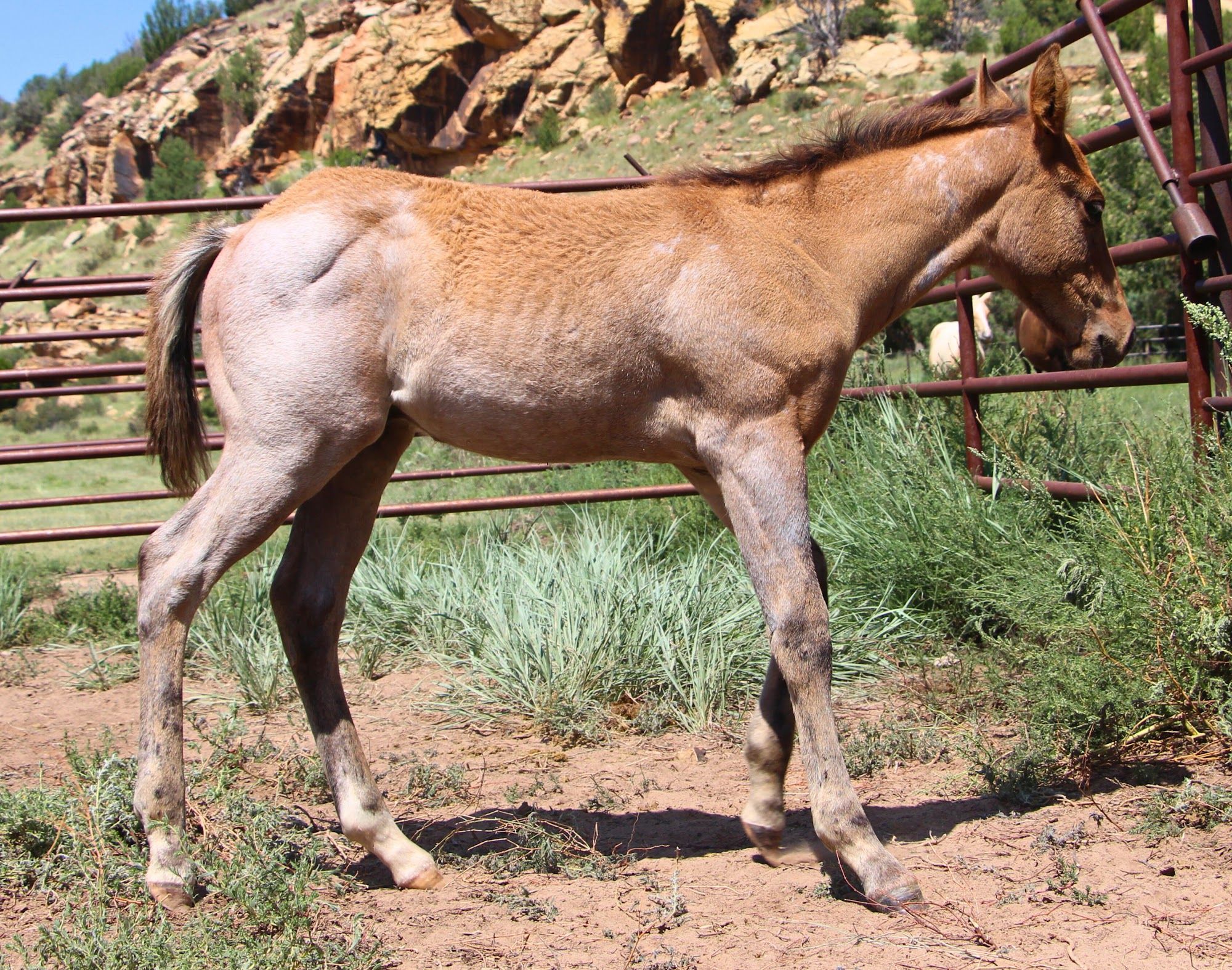 quarter-horse western-paard hengst 2 jaar te koop - Foto 6