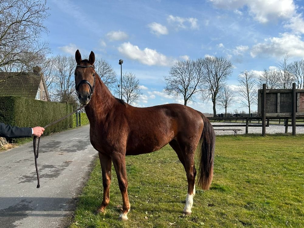 Veelbelovende 3-jarige merrie uit top sport- en foklijn (Kjento x Bordeaux x San Remo)