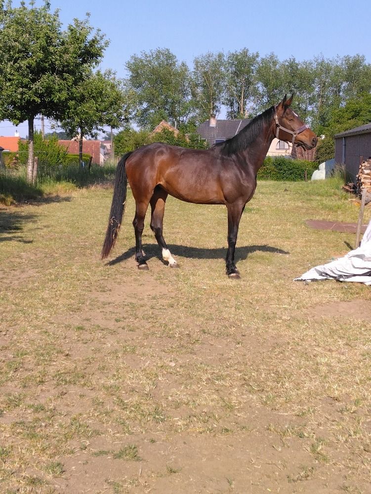 3-jarige merrie