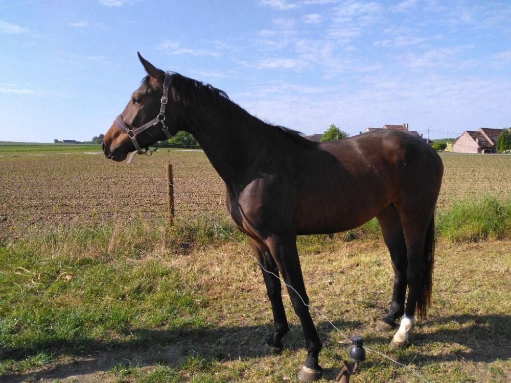BWP paard Merrie 3 jaar Bruin te koop - Foto 4
