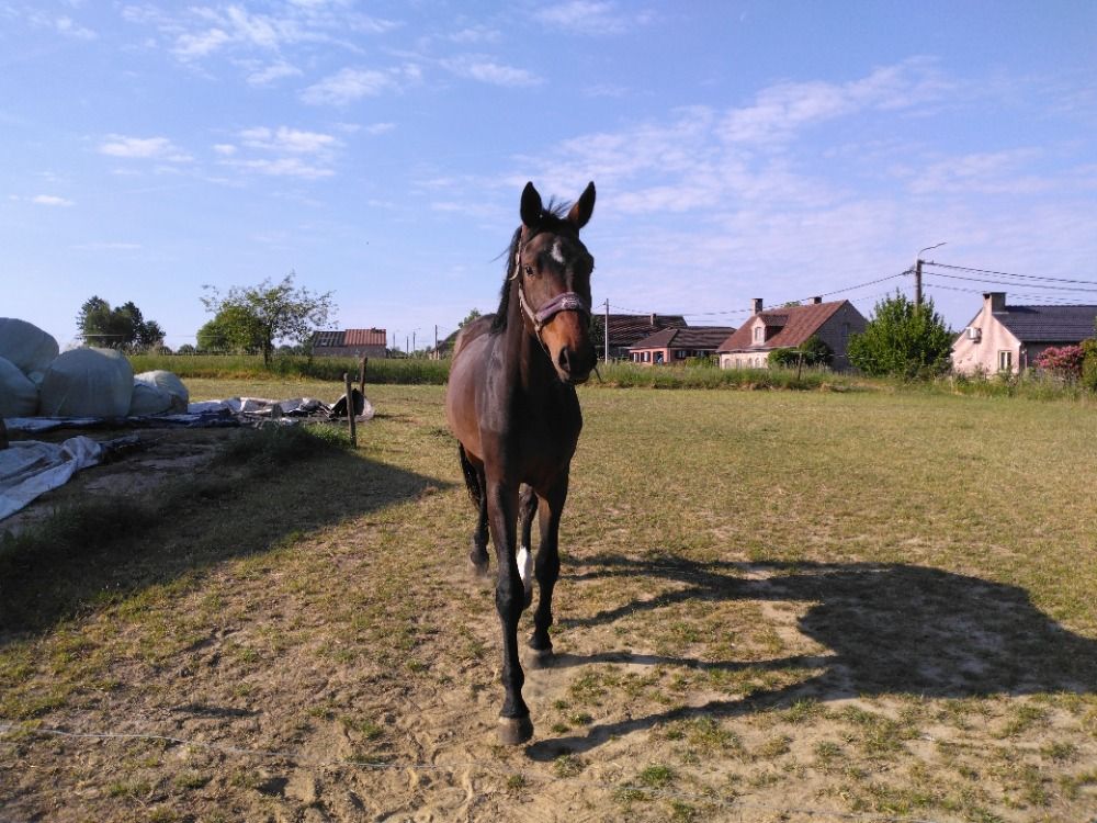 BWP paard Merrie 3 jaar Bruin te koop - Foto 5