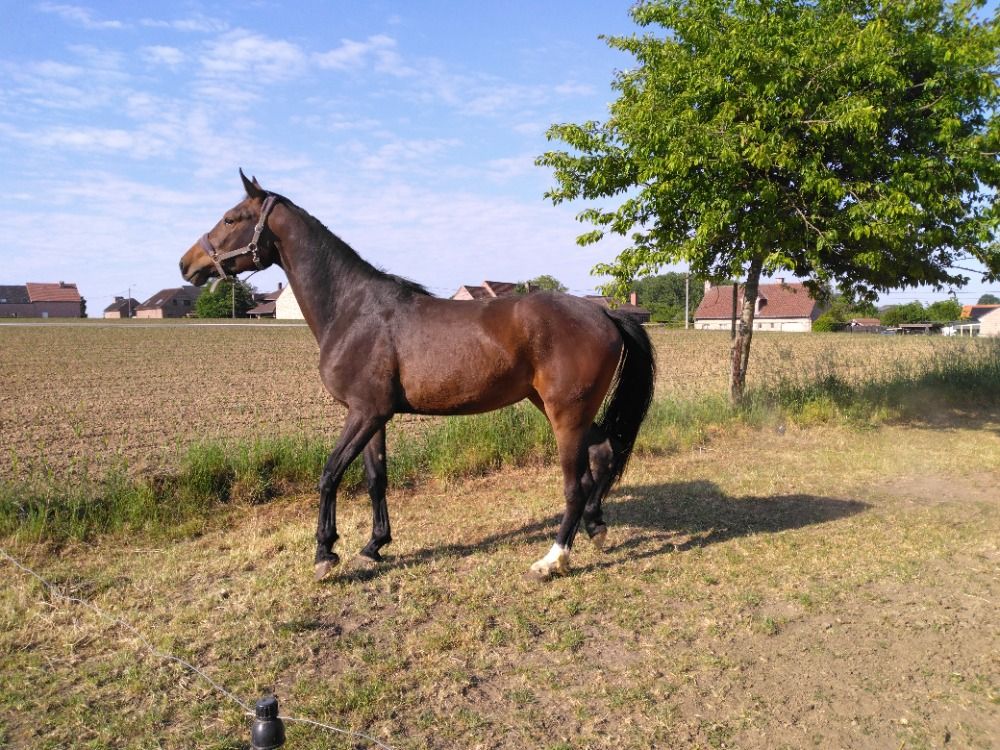 BWP paard Merrie 3 jaar Bruin te koop - Foto 6