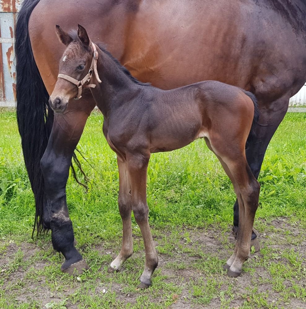 Deens warmbloed dressuurpaard Merrie 2 years old Bruin for sale - Photo 6