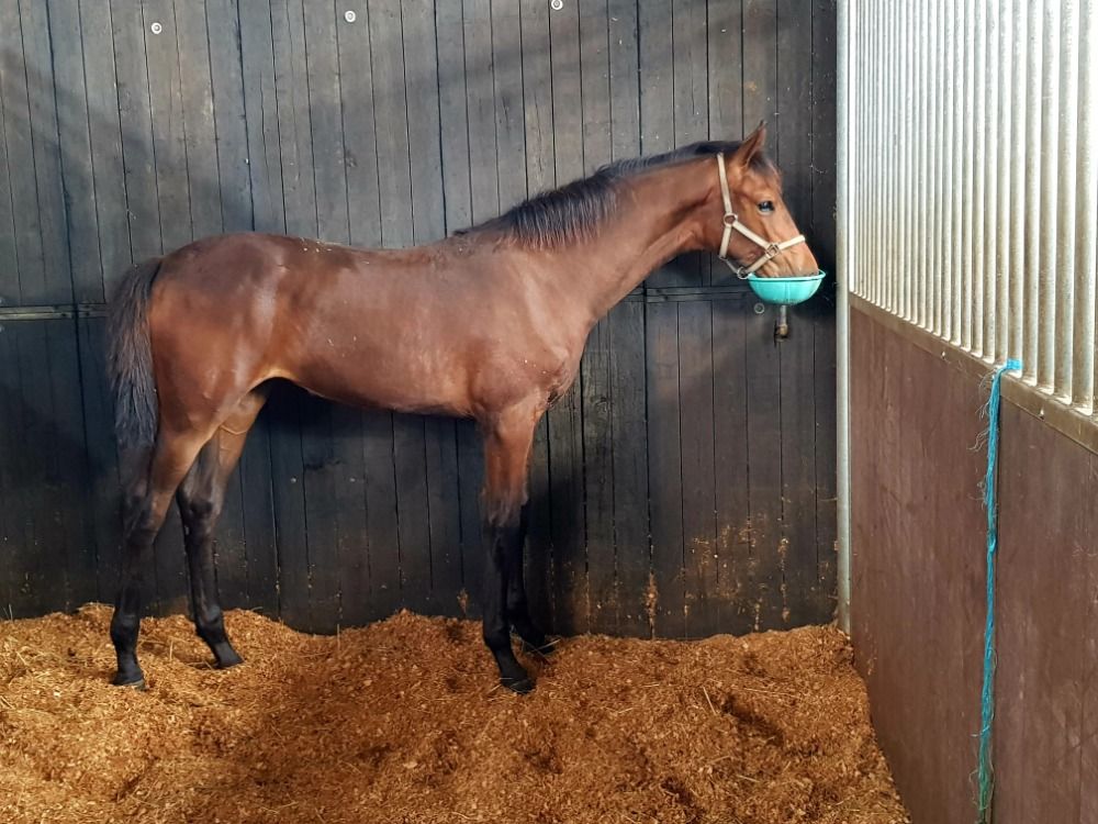 Deens warmbloed dressuurpaard Merrie 2 years old Bruin for sale - Photo 3